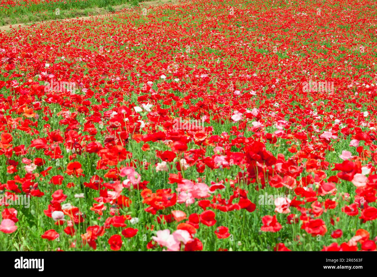 Field pink opium poppy hi-res stock photography and images - Alamy