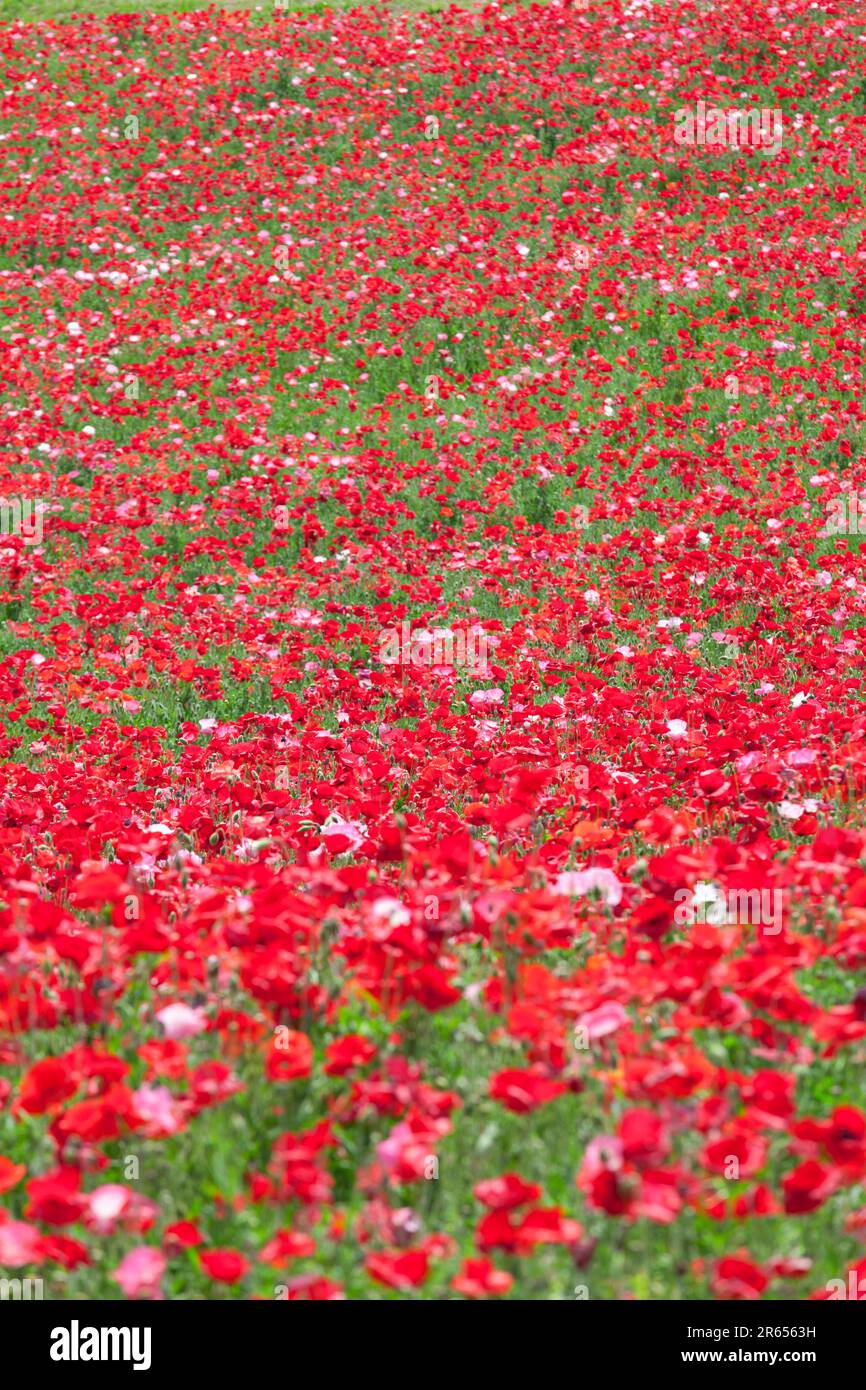 Field pink opium poppy hi-res stock photography and images - Alamy