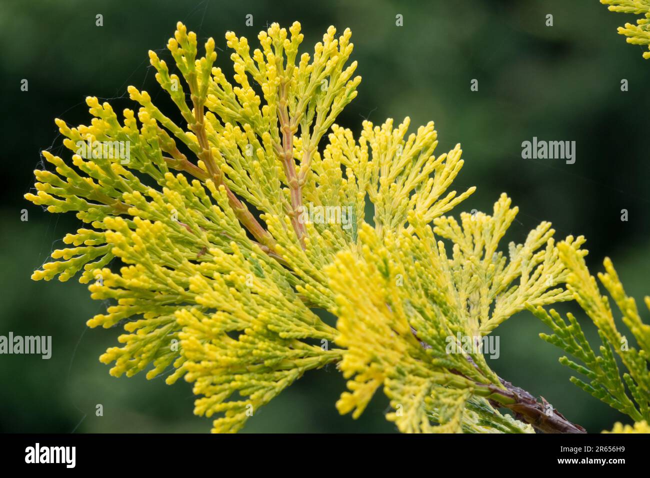 Incense Cedar, New, Spring, Leaves, End branch, Needles, Branch, Coniferous, Calocedrus decurrens 'Maupin Glow' Stock Photo