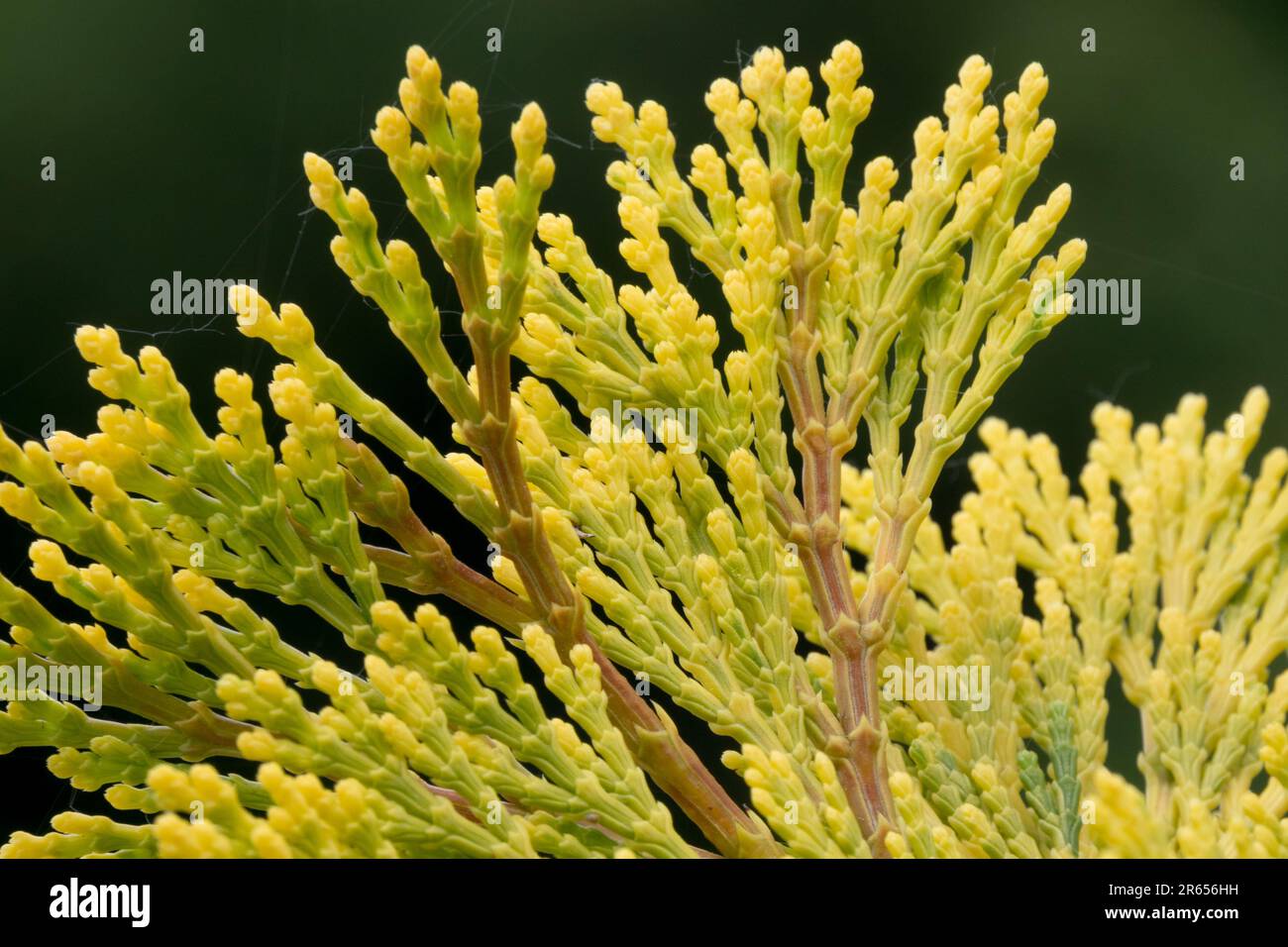 Close-up Calocedrus needles Incense Cedar flattened scaly needles at the end of the branch, New, Foliage, Growth, Coniferous Stock Photo