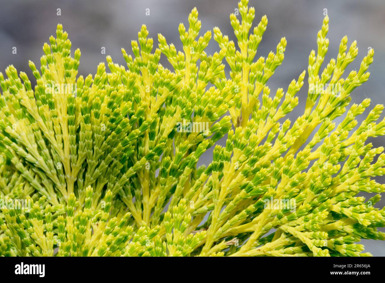 Calocedrus decurrens 'Berrima Gold', Incense Cedar, Close up, Foliage, Coniferous, Green, Yellow, Growth Stock Photo