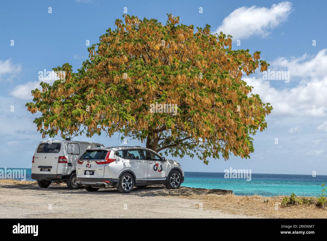 Albizia lebbeck, locally known as 'Shak Shak Tree' due to sound of the seeds in the pods, used for shade by parked vehicles, Oistins, Barbados Stock Photo