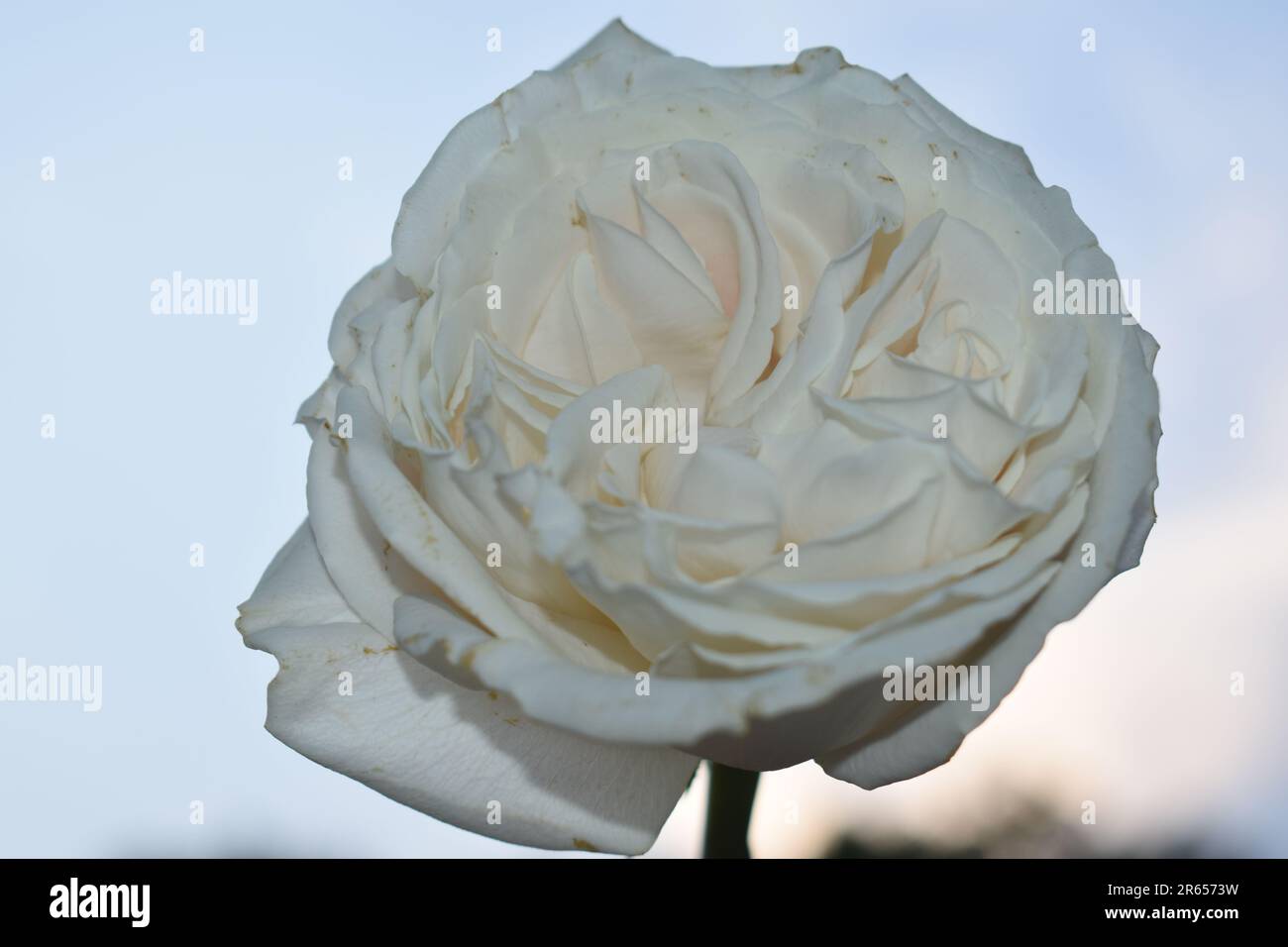 A single white rose against a sky blue background Stock Photo - Alamy