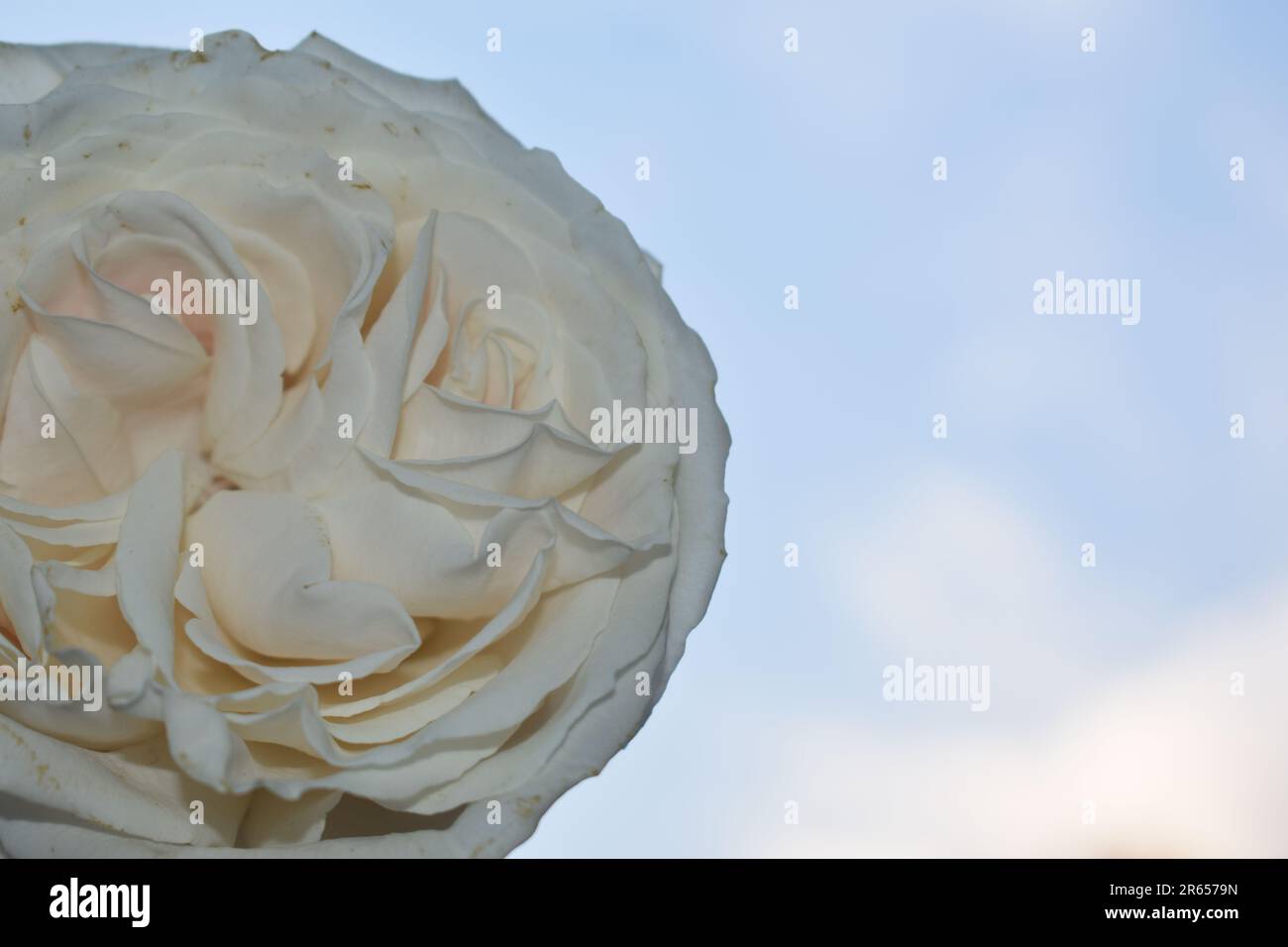 A single white rose against a sky blue background Stock Photo - Alamy