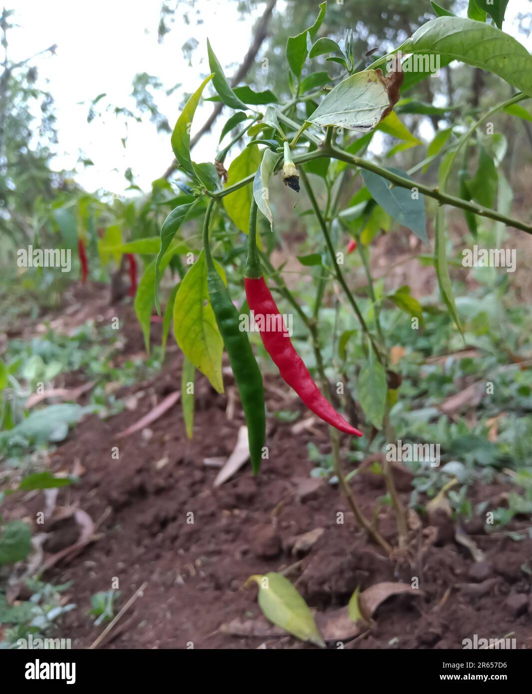 Red chilli crop hi-res stock photography and images - Alamy