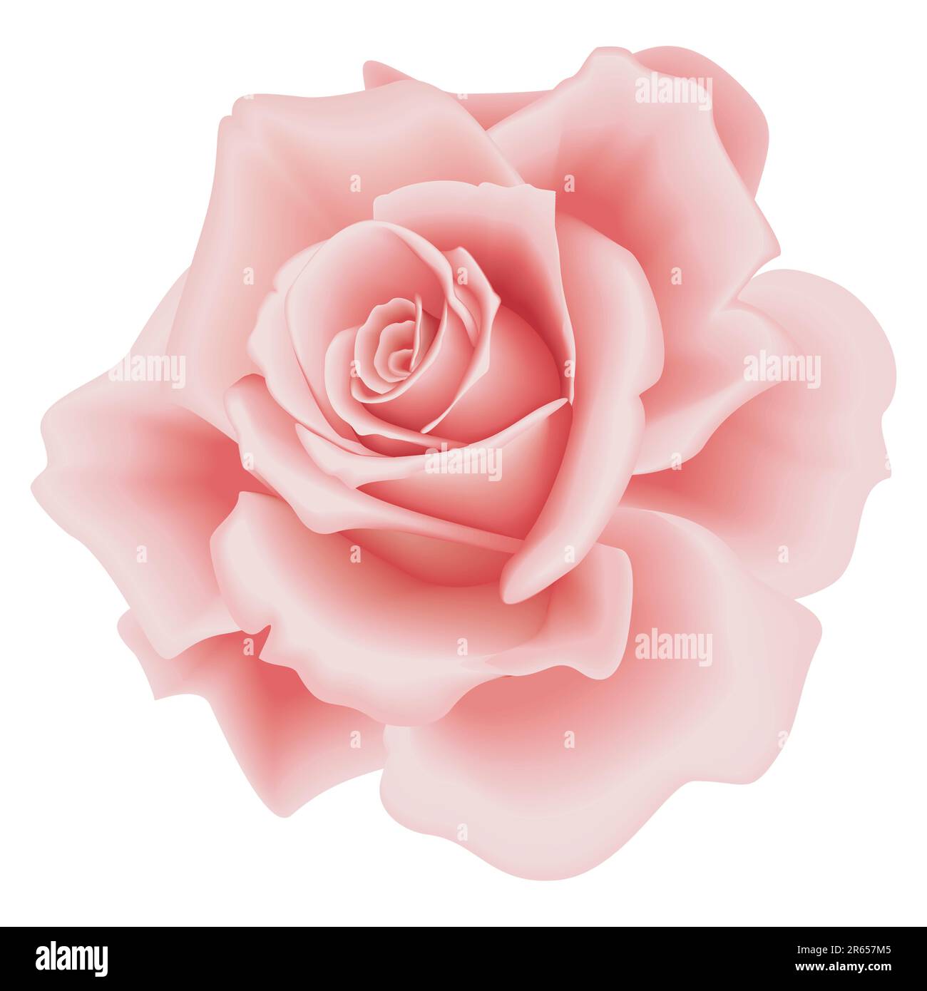 Isolated Beautiful Pink Rose on the White Background Stock Vector Image ...