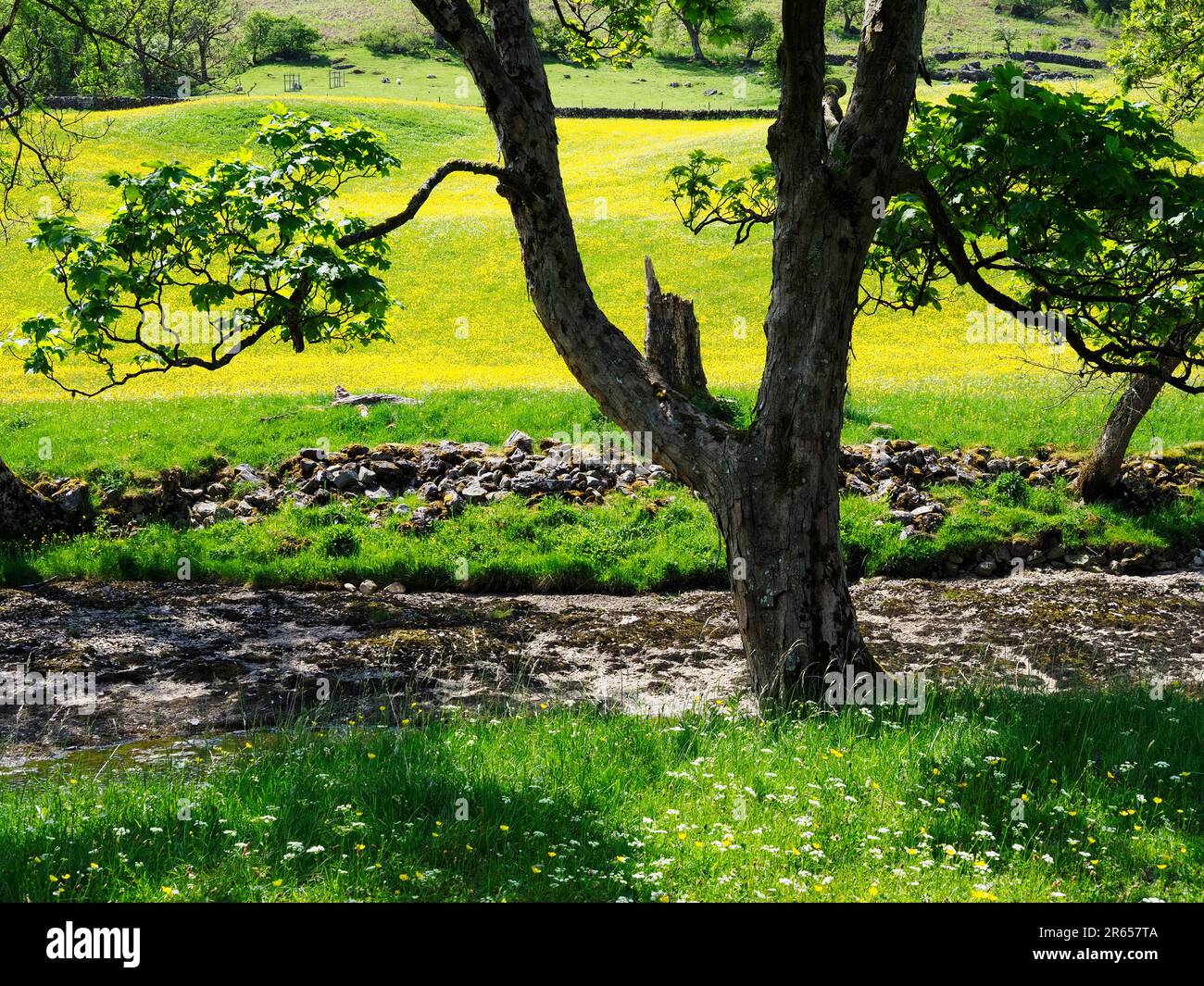 Tree by the River Wharfe and buttercup meadows in Langstrothdale Upper Wharfedale Yorkshire Dales National Park North Yorkshire England Stock Photo