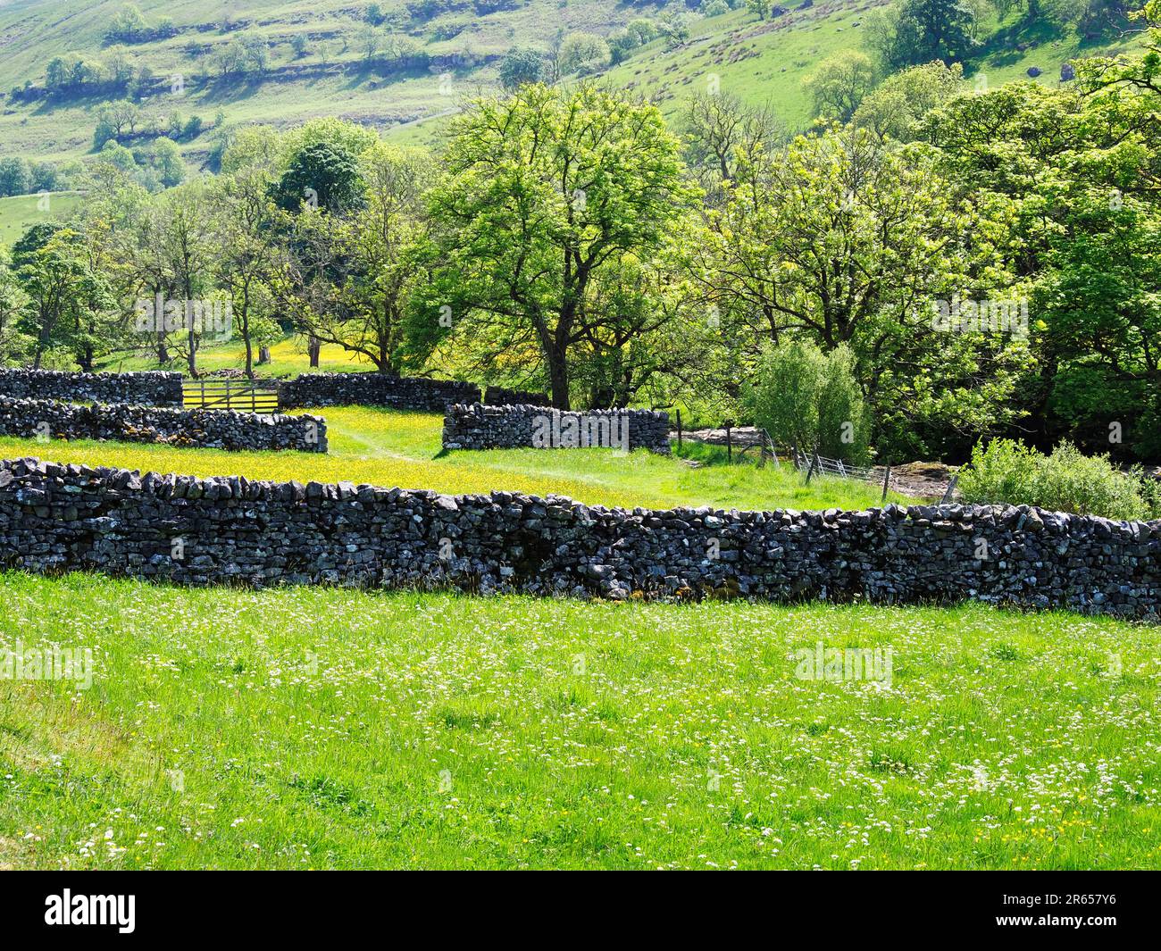 Dry stone walls and buttercup meadows by the River Wharfe in Langstrothdale Upper Wharfedale Yorkshire Dales National Park North Yorkshire England Stock Photo