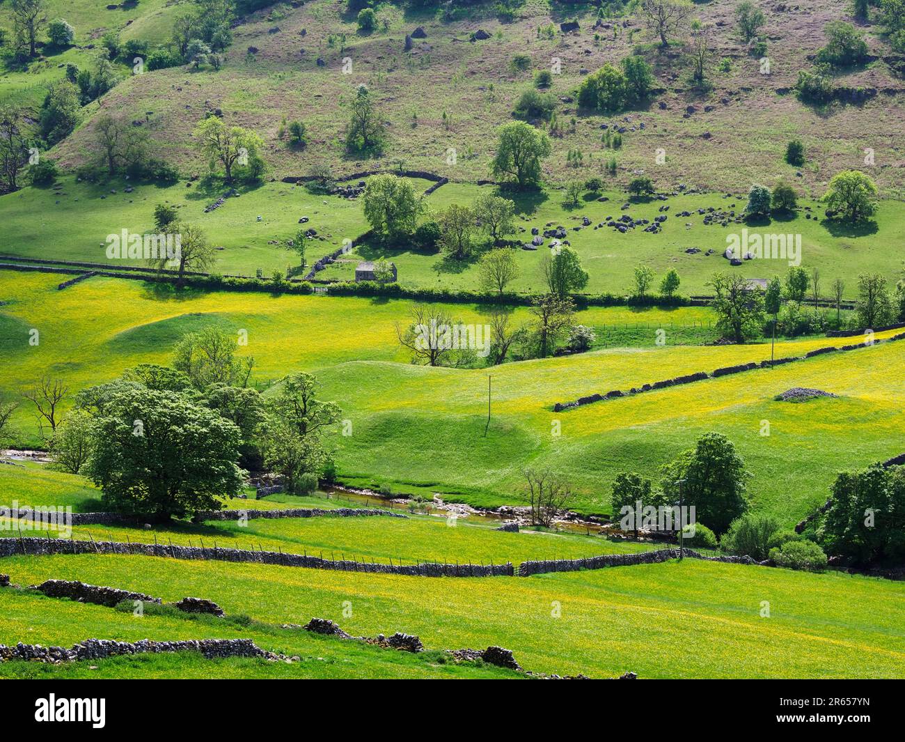 Buttercup meadows in Langstrothdale Upper Wharfedale Yorkshire Dales National Park North Yorkshire England Stock Photo