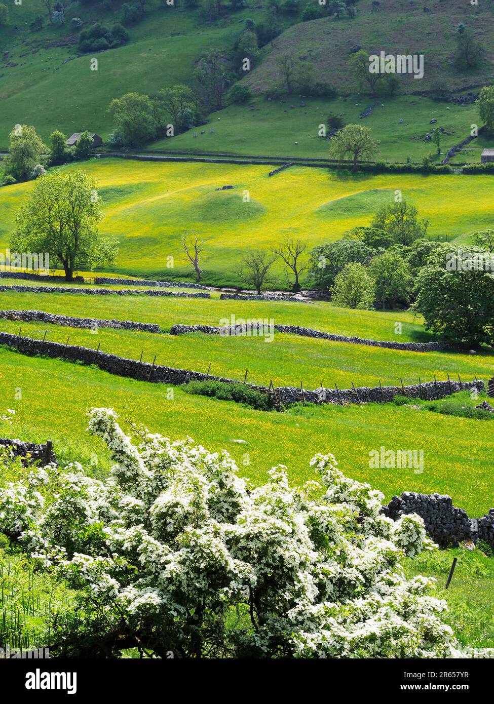 Buttercup meadows and hawthorn blossom in Langstrothdale Upper Wharfedale Yorkshire Dales National Park North Yorkshire England Stock Photo