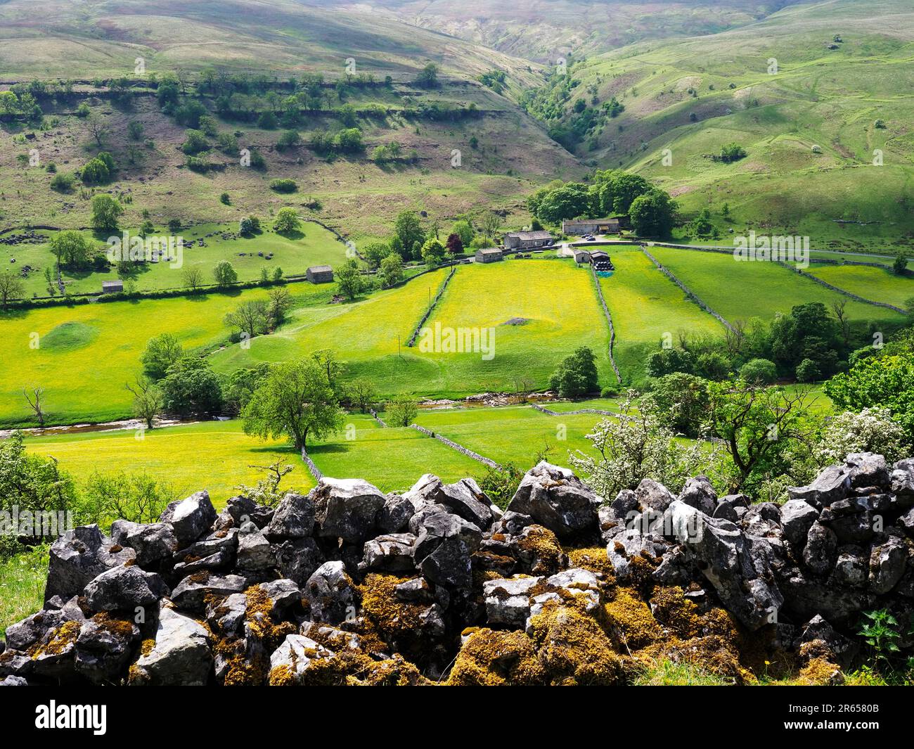 Dry stone wall and buttercup meadows in Upper Wharfedale Yorkshire Dales National Park North Yorkshire England Stock Photo