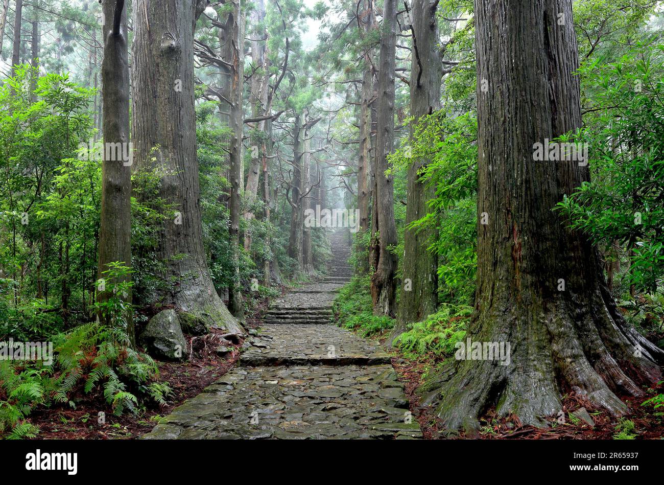 Kumano Nachi mountain daimon slope Stock Photo
