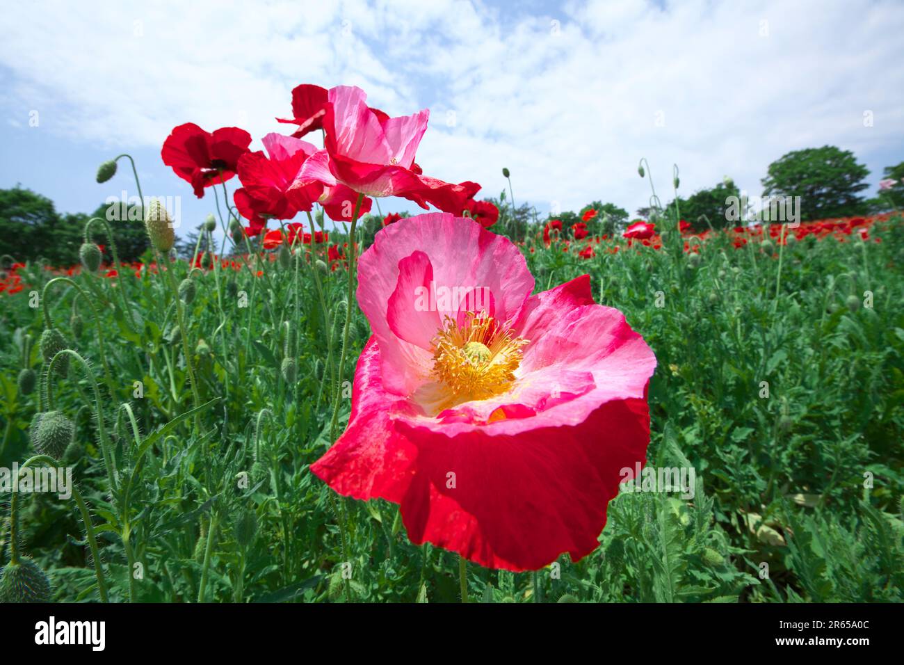 flower field of poppy Stock Photo - Alamy