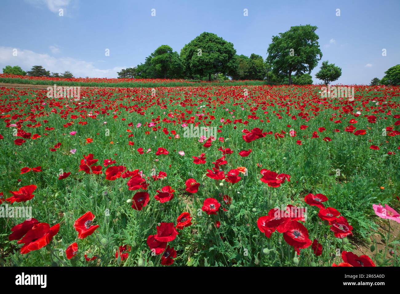 flower field of poppy Stock Photo - Alamy