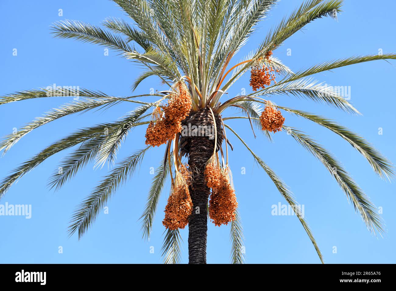 Closeup of a Date Palm with fruit hanging in bunches against a blue sky. Stock Photo