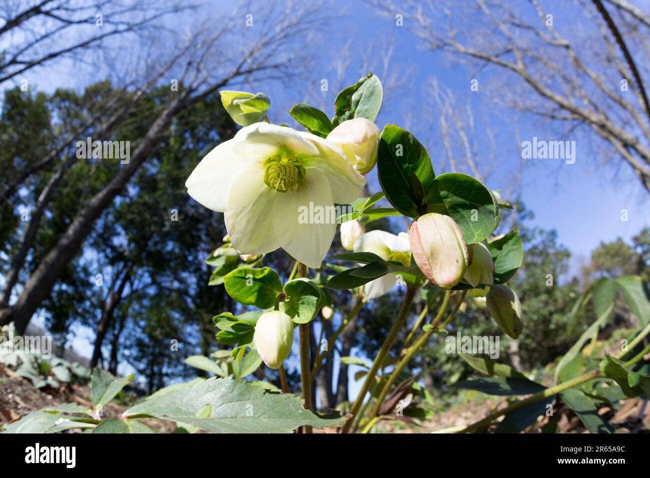 The flower of Christmas rose Stock Photo