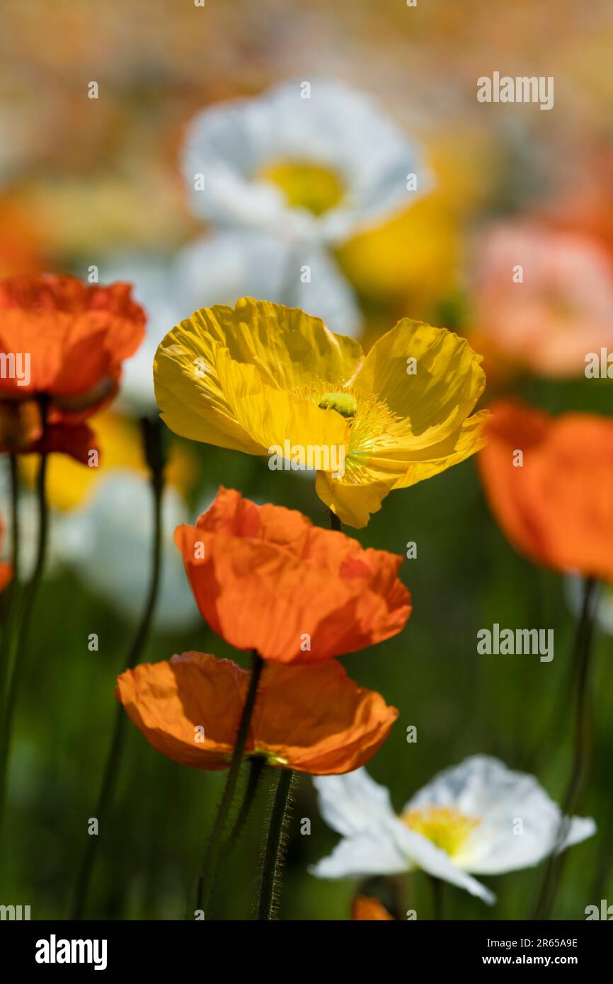 flower field of poppy Stock Photo - Alamy