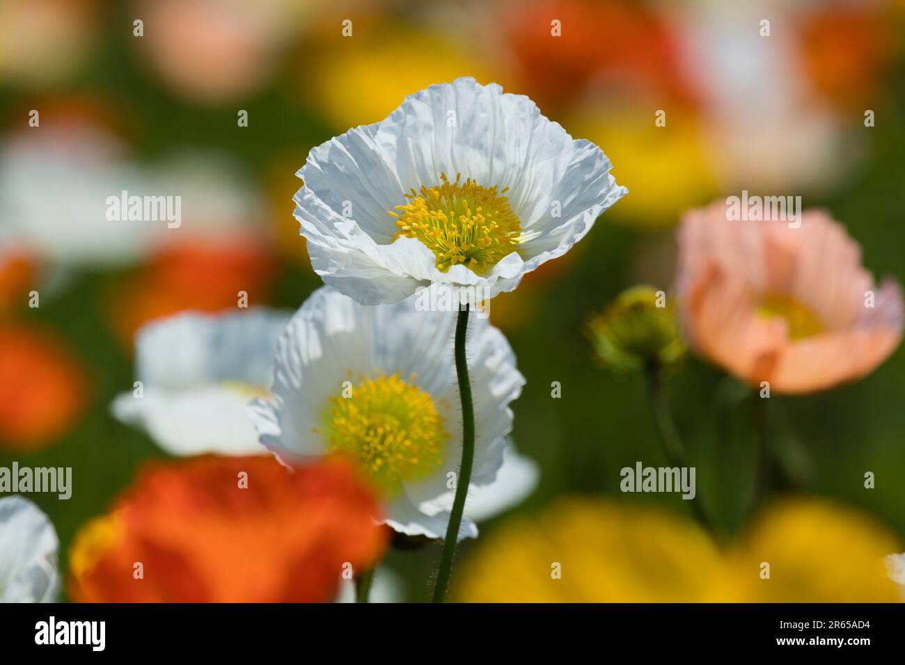 flower field of poppy Stock Photo - Alamy