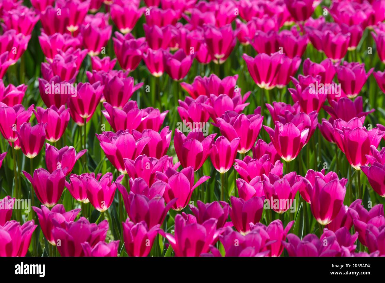 Pink tulip flower field hi-res stock photography and images - Alamy