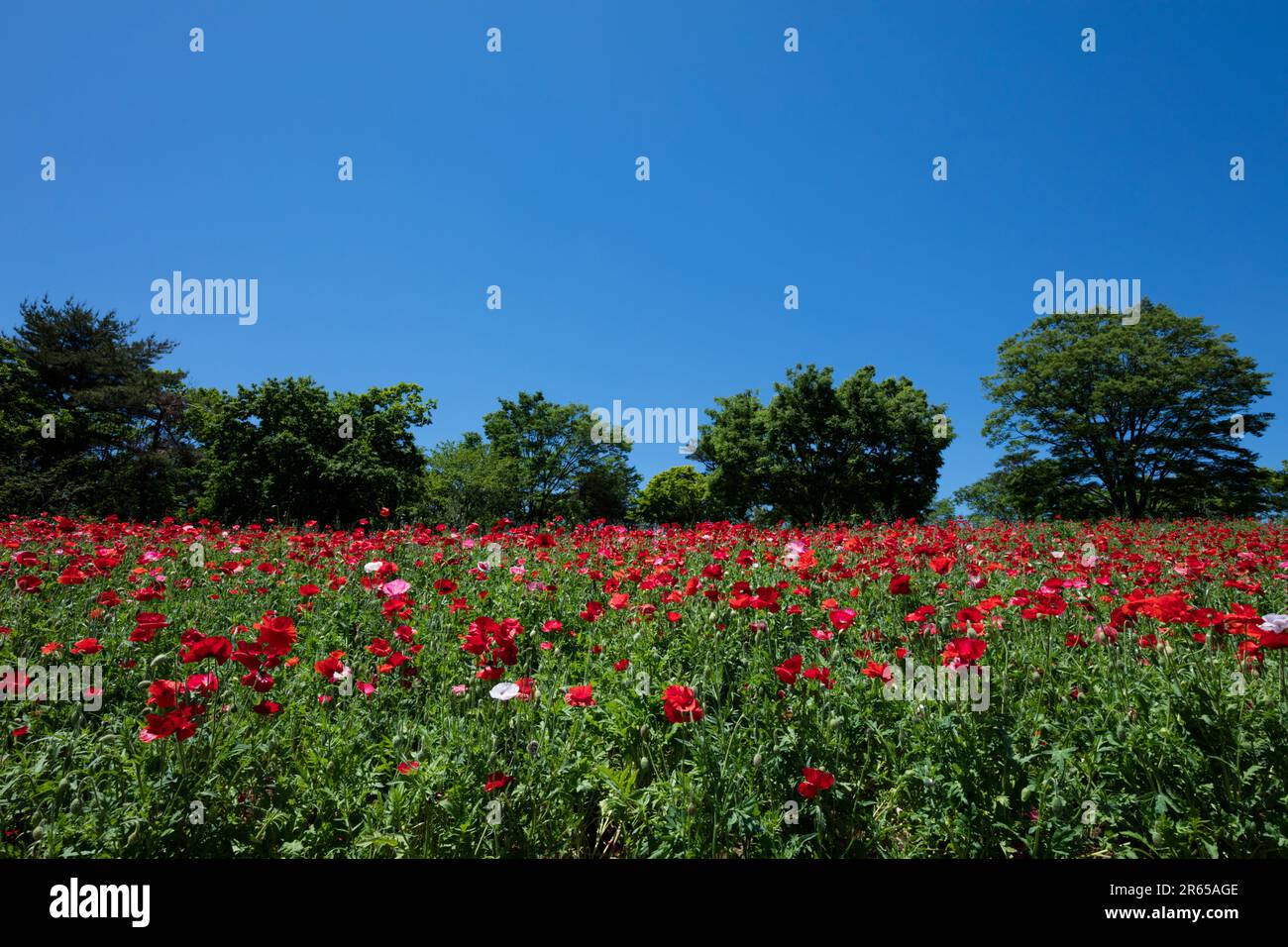 flower field of poppy Stock Photo - Alamy