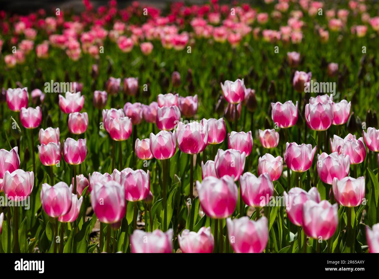Red And White Tulip Flowers Stock Photo