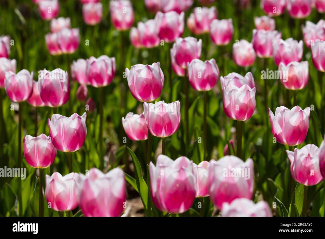 Red And White Tulip Flowers Stock Photo