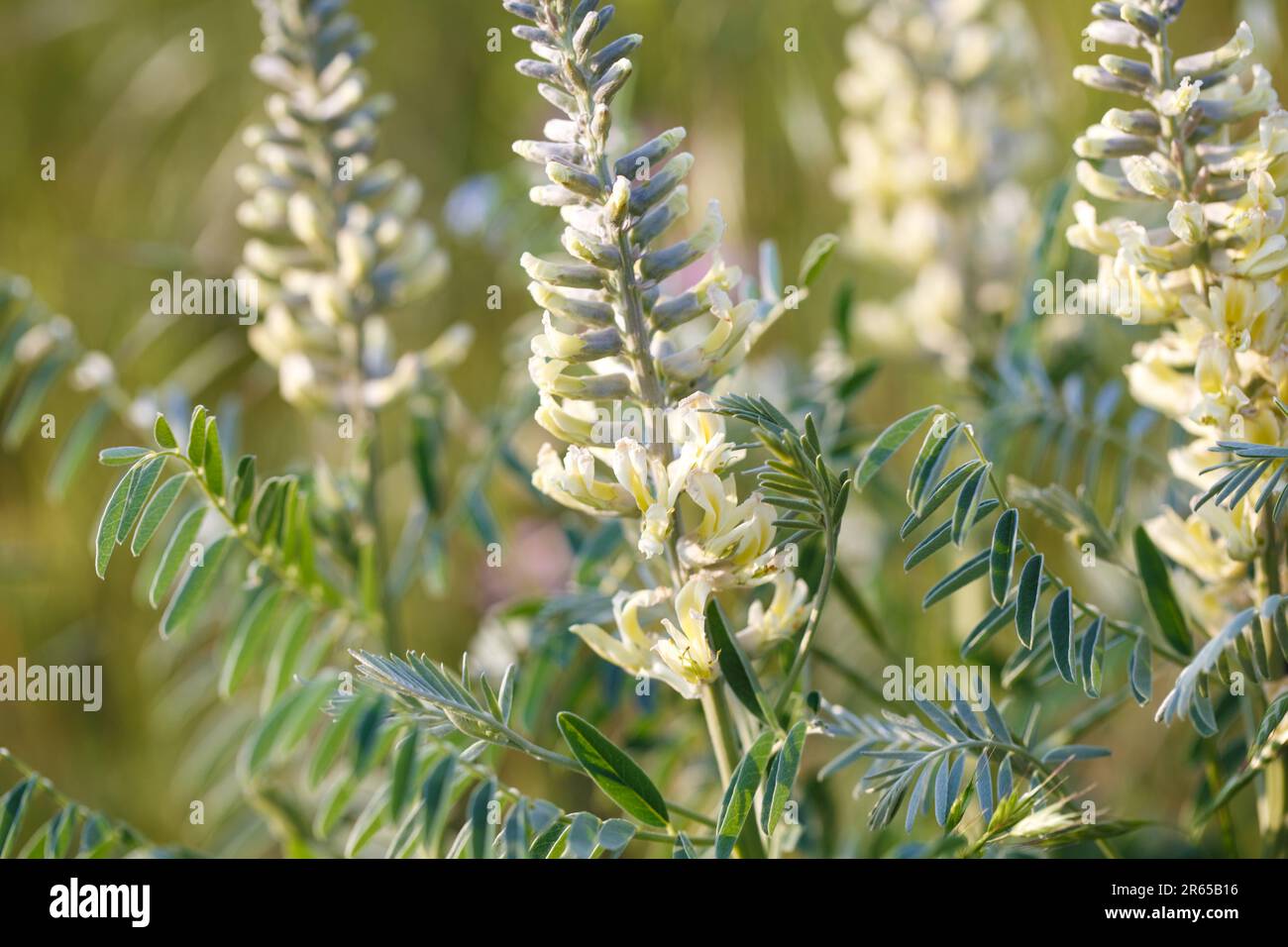 Sophora foxtail, Sophora alopecuroides, Sophora vulgaris, perennial medicinal herb. A species of the genus Sophora in the legume family Fabaceae Stock Photo
