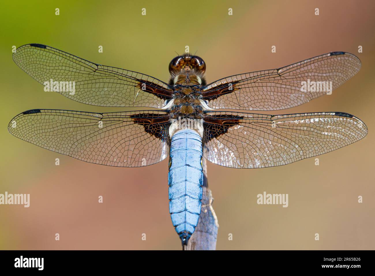 dragon fly resting on a perch Stock Photo