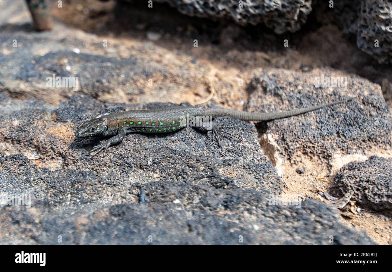 a close up image of a small grey lizard with green spots warming up on a rock in the sunshine. Stock Photo