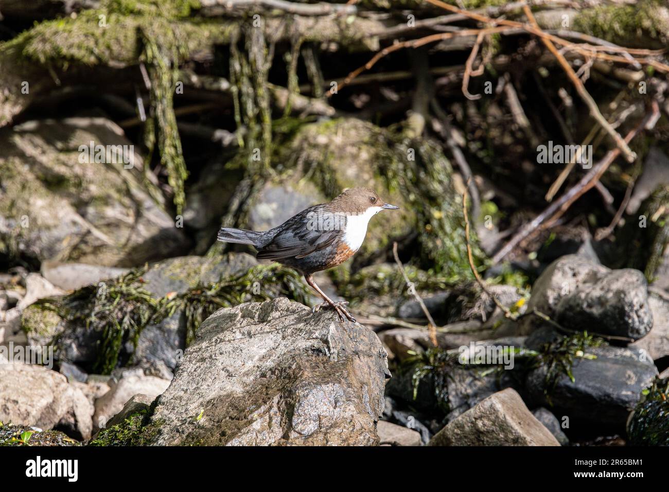 European dipper in a river Stock Photo