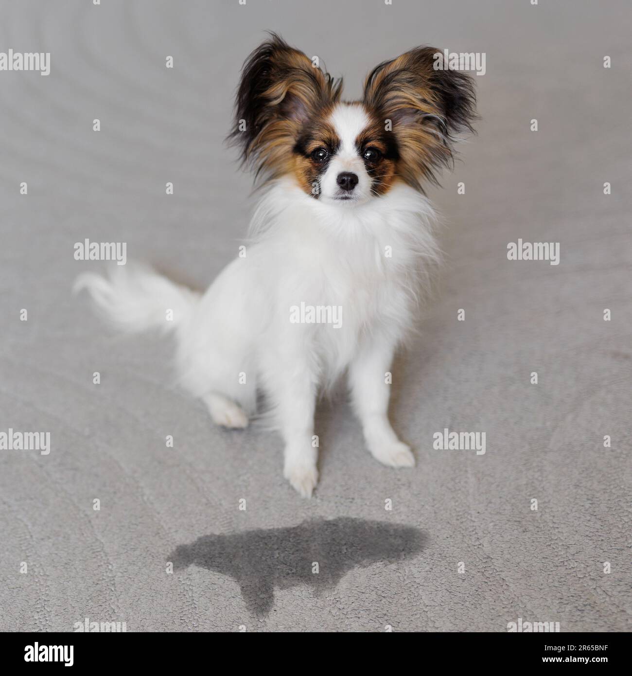 pet and problems cute papillon dog puppy sitting on carpet near wet