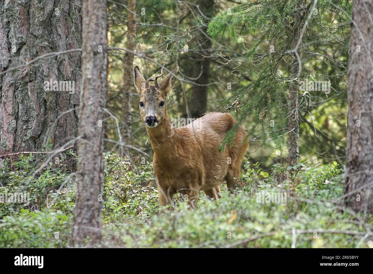 Portrait of deer standing in forest during summer Stock Photo