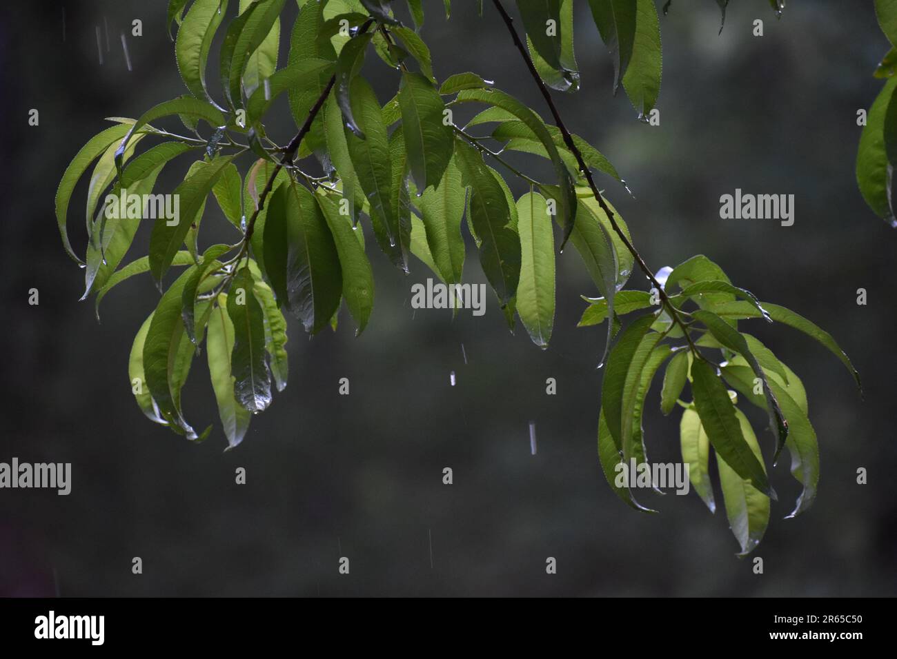 Close up of a wild peach tree, P. persica, in the rain.  Water dripping off of the leaves. Stock Photo