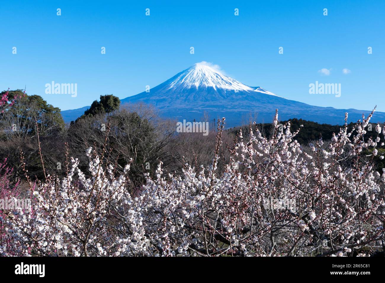 ume-blossoms-and-mt-fuji-stock-photo-alamy