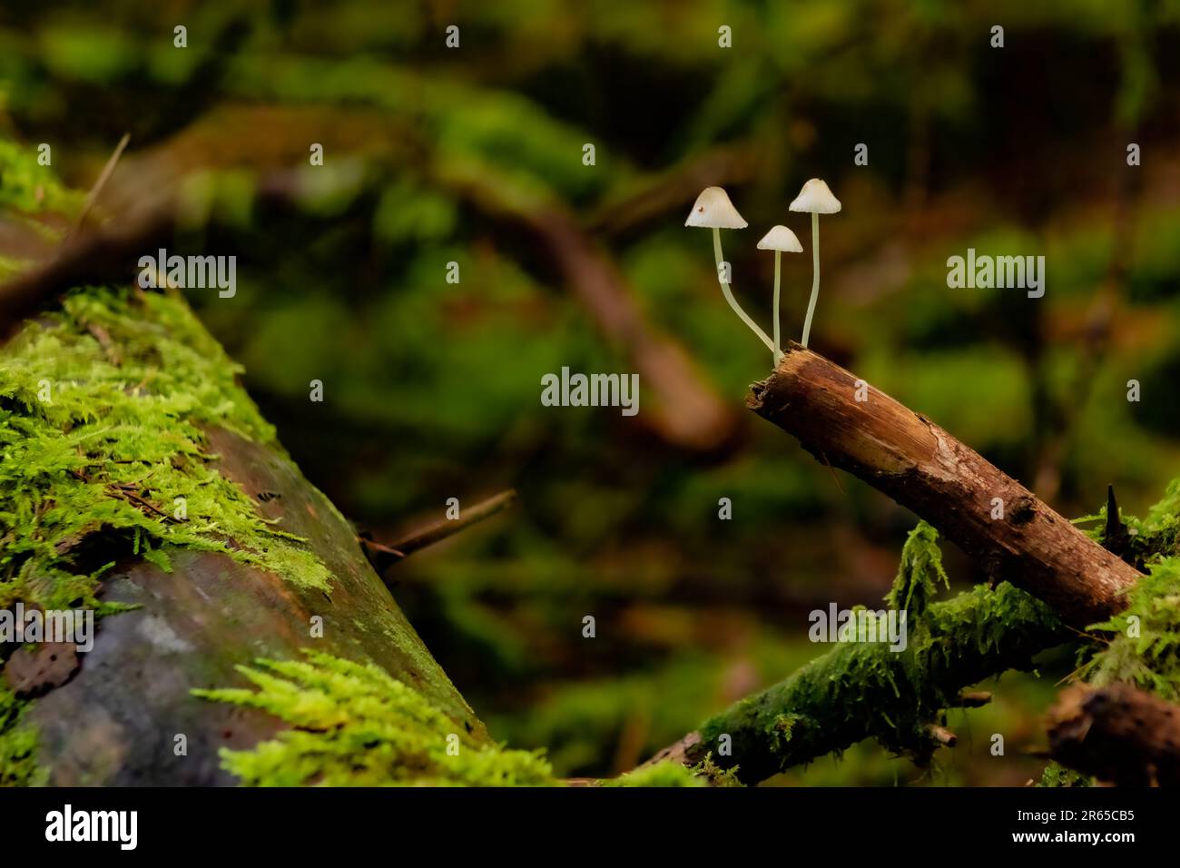 macro photograph of fungi in the forest Stock Photo