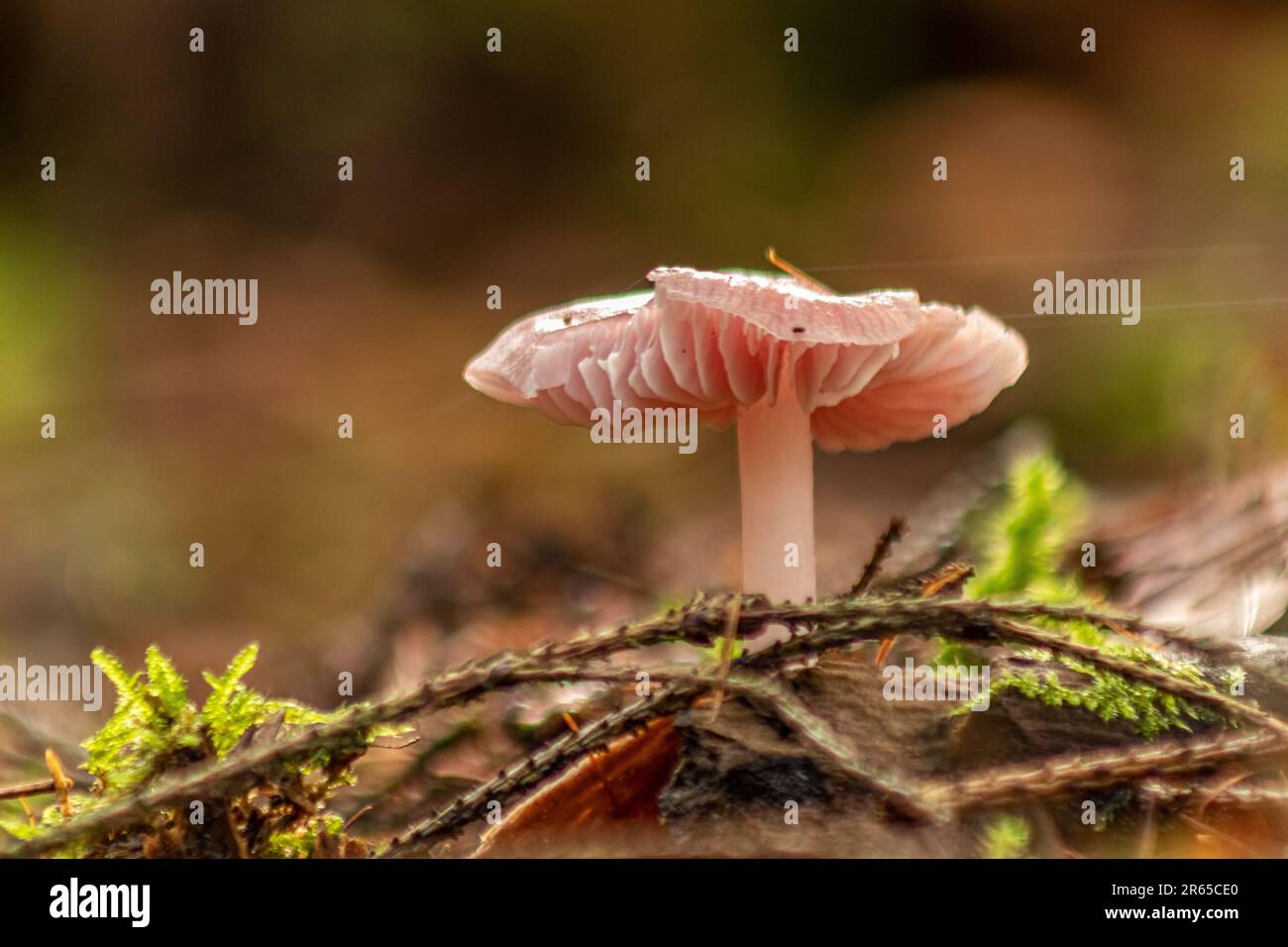 macro photograph of fungi in the forest Stock Photo