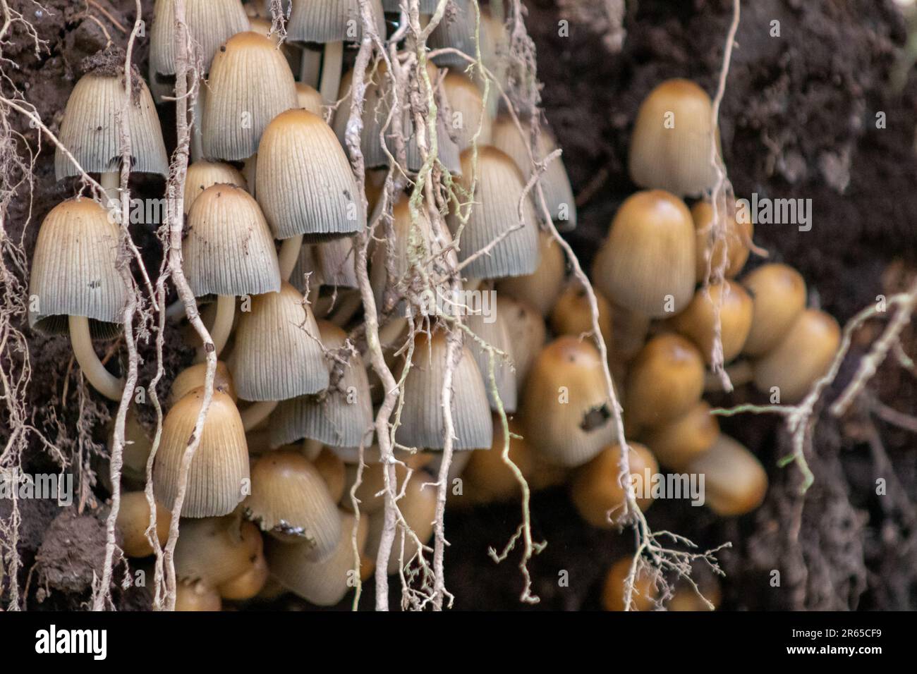 macro photograph of fungi in the forest Stock Photo