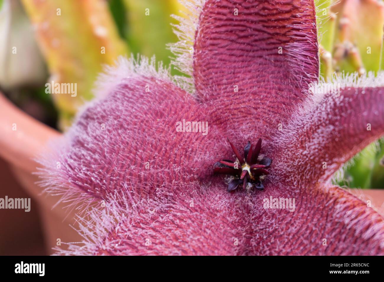 Blooming exotic Stapelia african starfish flower in pot close up Stock Photo