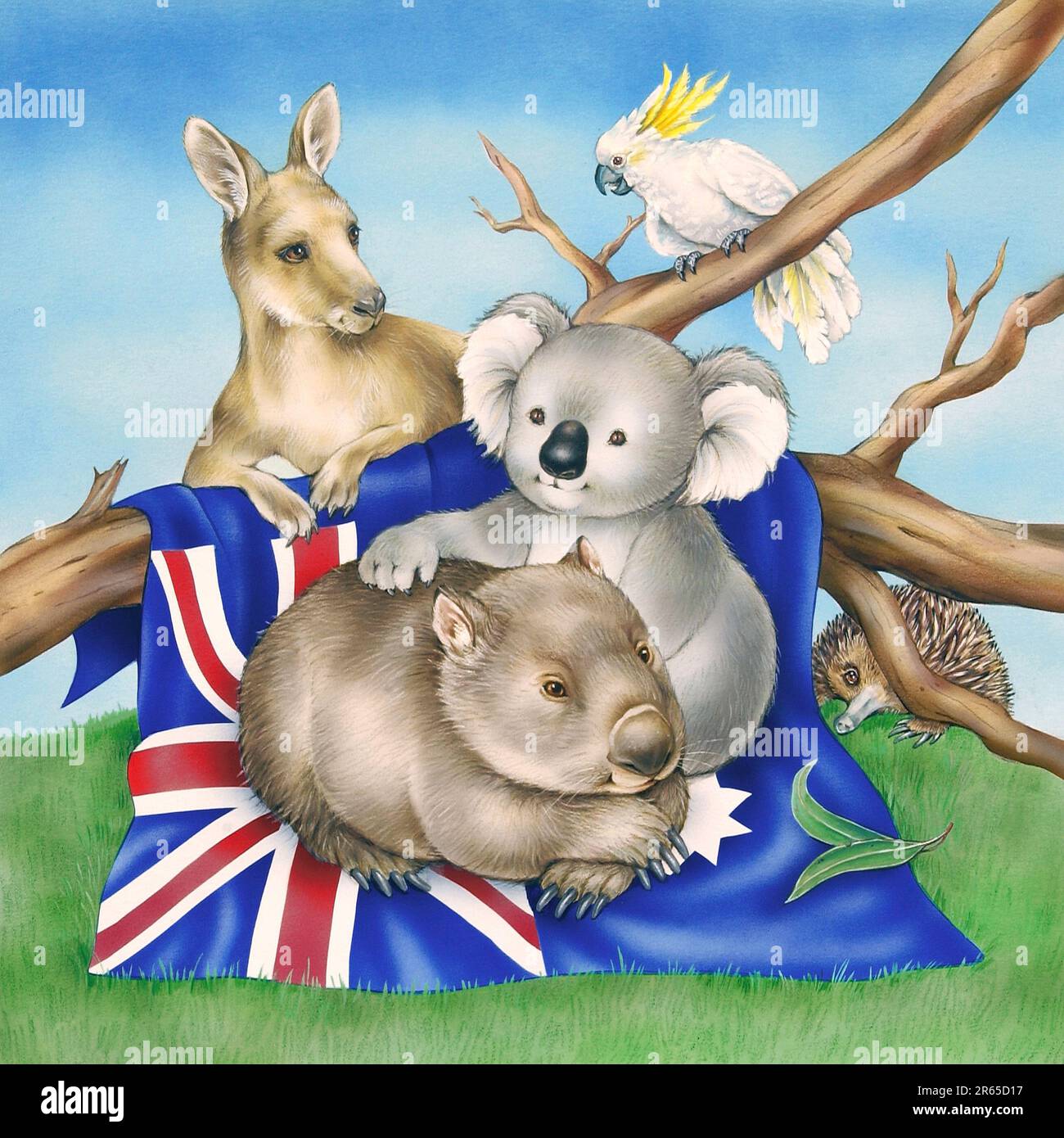 Animals-Australian animals Koalas kangaroo & wombat on flag together jpg Stock Photo