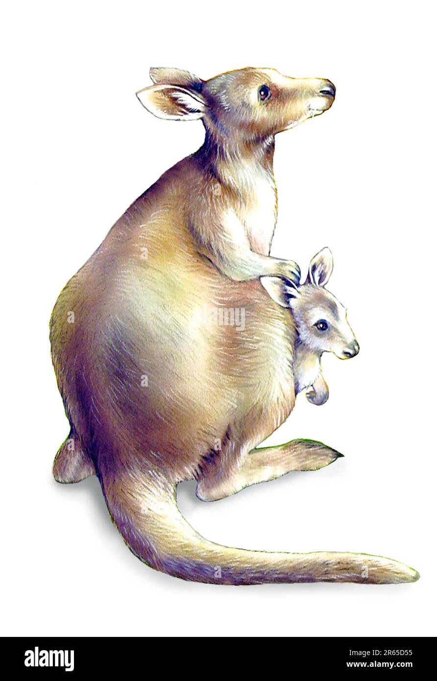 Animals-Kangaroo with Joey in pouch Stock Photo