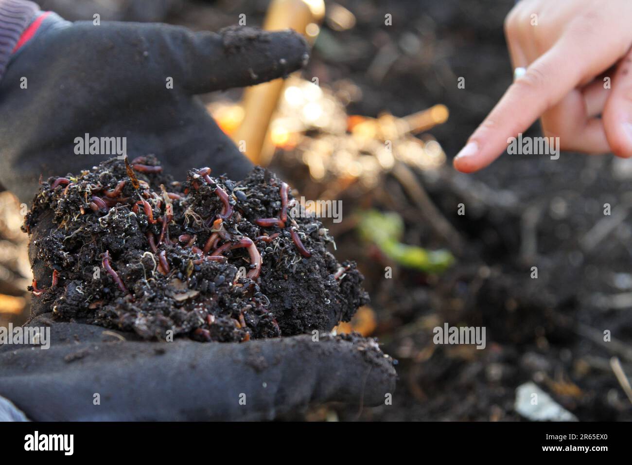 A gardener wearing gloves holding a clump or ball of healthy dark soil loaded with earth worms composing food scraps. A student or collegue pointing a Stock Photo
