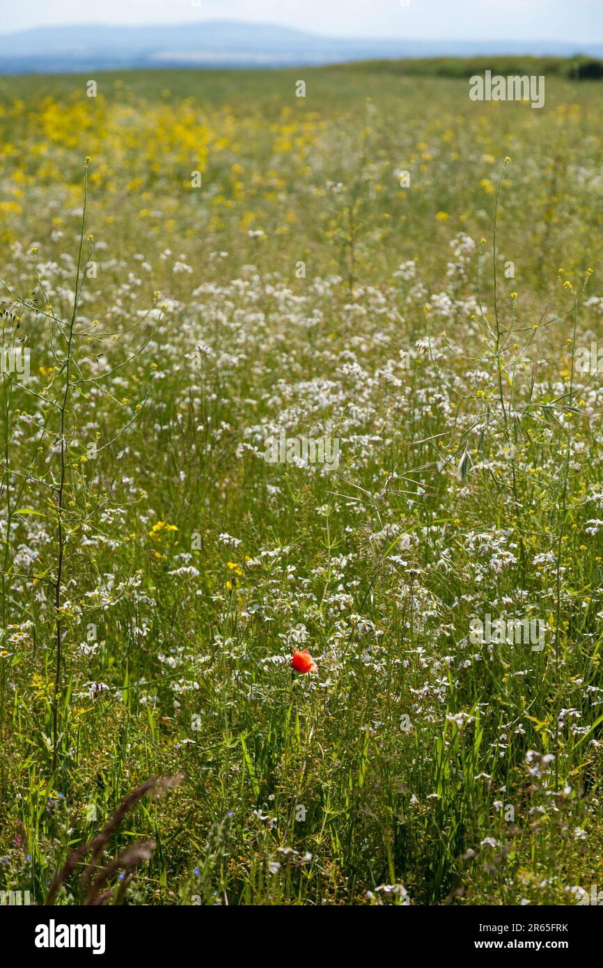 Boscobel House and the Royal Oak, Kiddemore Green United Kingdom