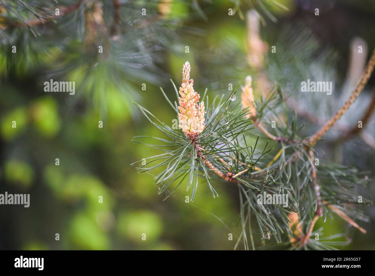 Pine flowers growing in the garden in spring. Stock Photo