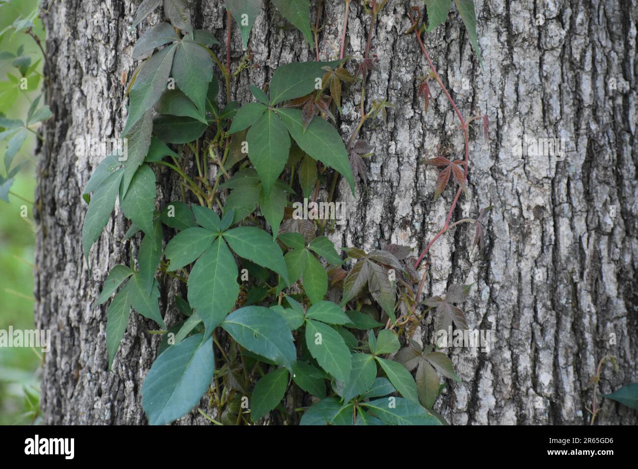 Poison Ivy, Toxicodendron radicans, growing on the trunk of an Oak Tree Stock Photo