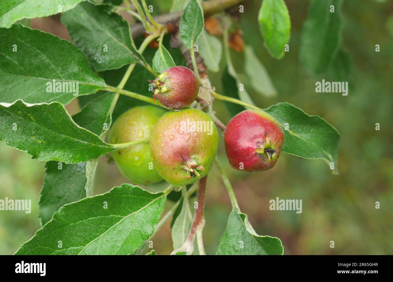 Apples ripening on a tree in June. The small apple will fall from the tree. This is known as June drop. Szigethalom, Hungary Stock Photo