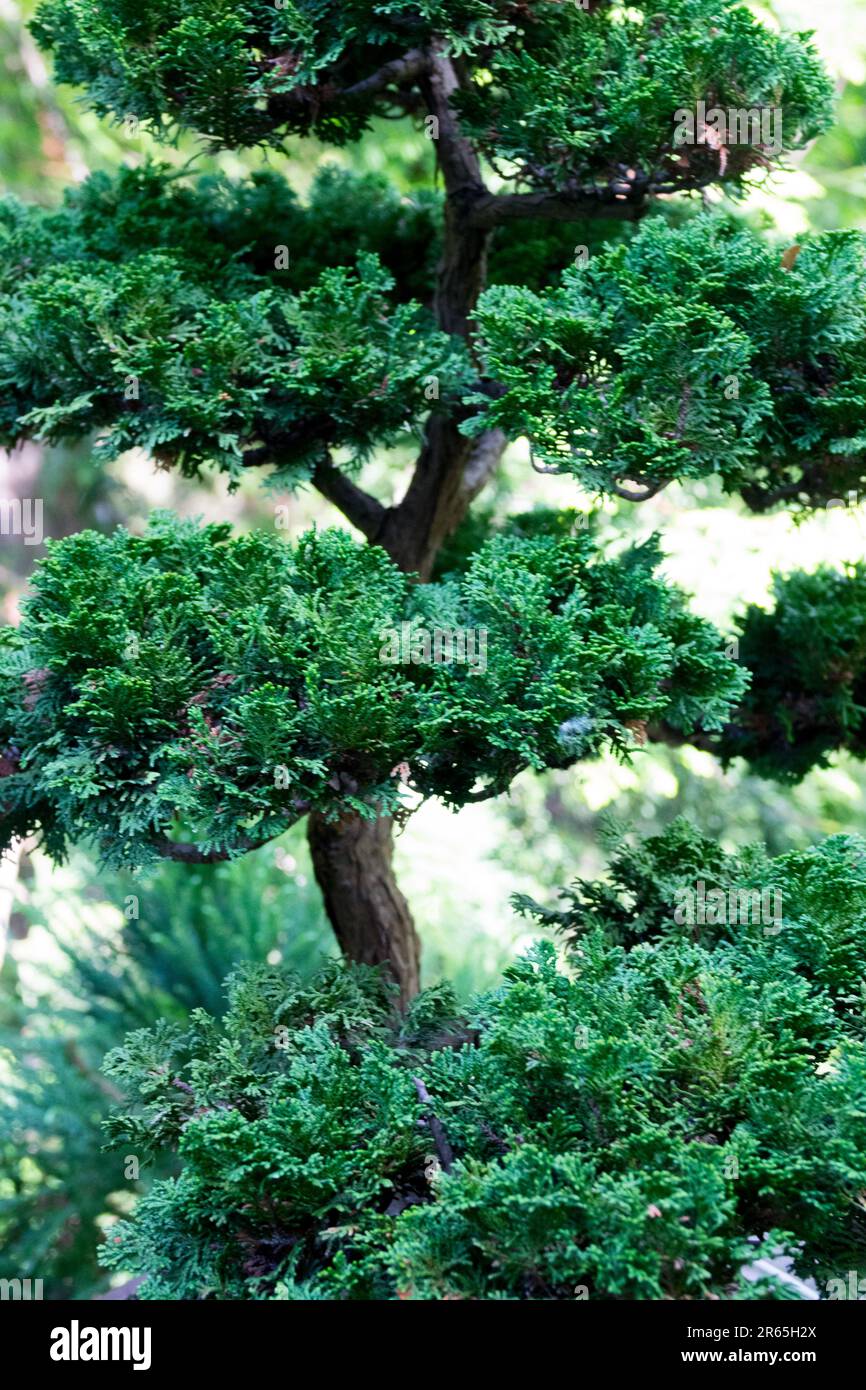 Hinoki Cypress Tree, Chamaecyparis obtusa 'Nana' Chamaecyparis Stock Photo