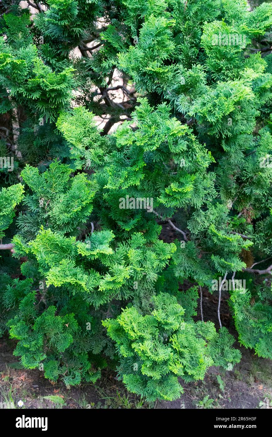Japanese Cypress, Chamaecyparis obtusa 'Nana Gracilis,' Tree, Chamaecyparis 'Nana Gracilis', Hinoki False Cypress Stock Photo