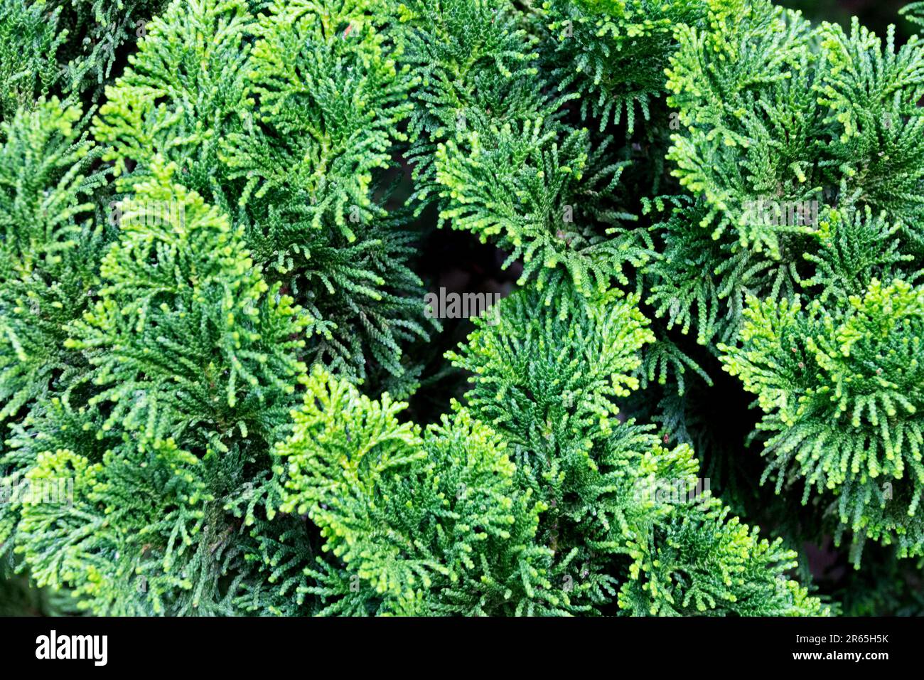 Japanese Cypress, Chamaecyparis "Nana Gracilis", Hinoki Cypress