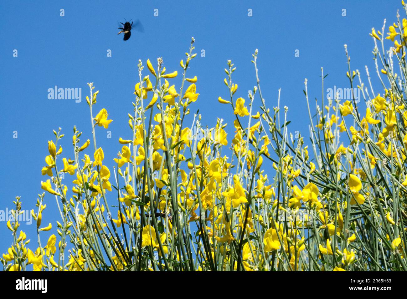 Insect flying above Spartium junceum Broom Solitary bee Stock Photo