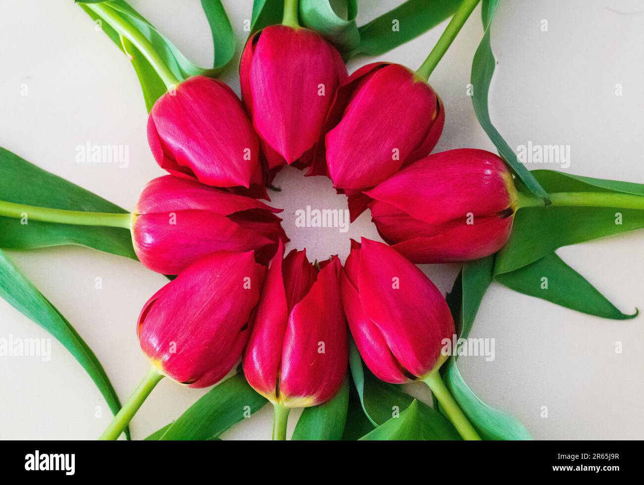 A vibrant collection of red tulips arranged in a stack, with their ...